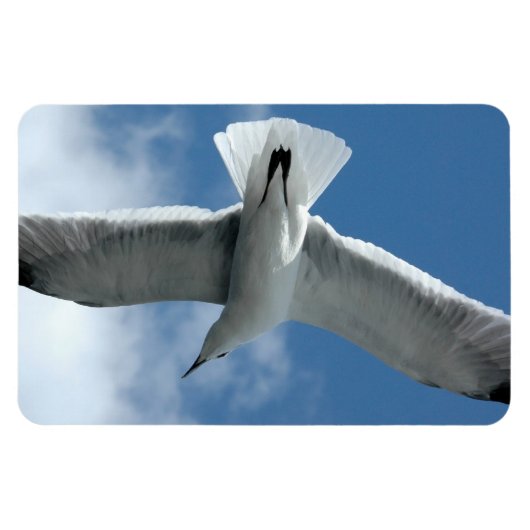 Witte zeemeeuw vliegende Flexi Magnet Magneet (Horizontaal)