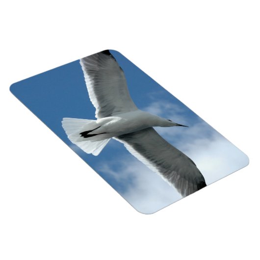 Witte zeemeeuw vliegende Flexi Magnet Magneet (Rechterzijde)