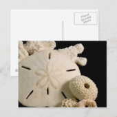 Witte zeemijlen en zanddollar briefkaart (Voorkant / Achterkant)