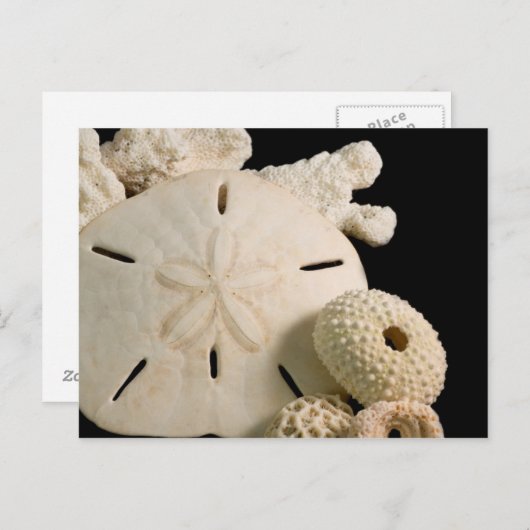 Witte zeemijlen en zanddollar briefkaart (Voorkant / Achterkant)