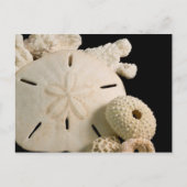 Witte zeemijlen en zanddollar briefkaart (Voorkant)