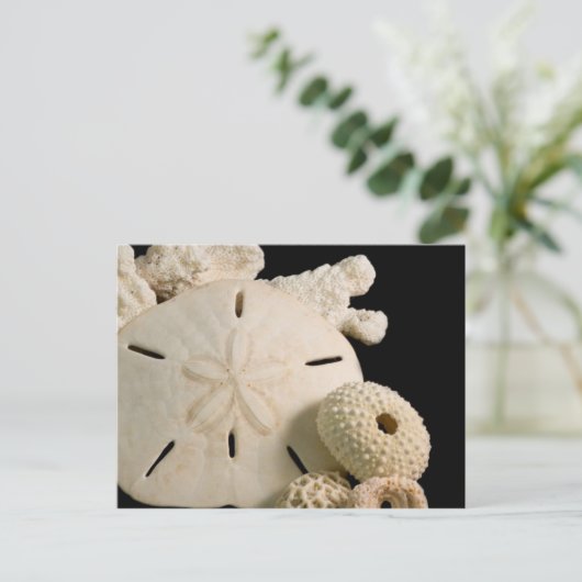 Witte zeemijlen en zanddollar briefkaart (Staand voorkant)