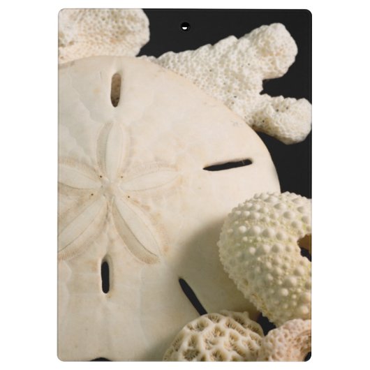 Witte zeemijlen en zanddollar klembord (Achterkant)