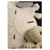 Witte zeemijlen en zanddollar klembord (Voorkant)