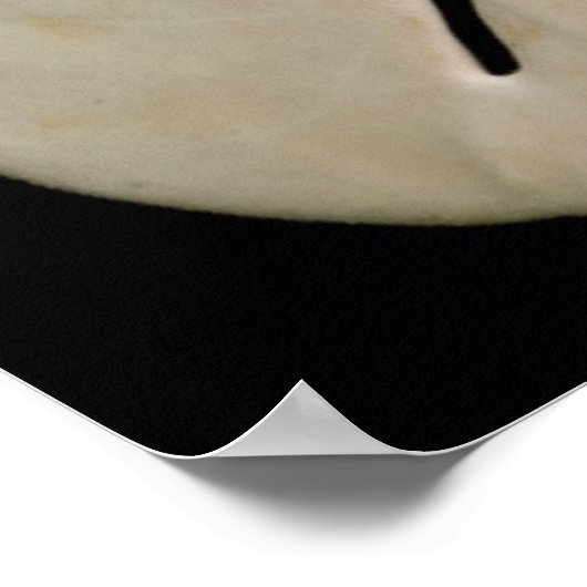 Witte zeemijlen en zanddollar poster (Hoek)