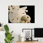 Witte zeemijlen en zanddollar poster (Thuiskantoor)