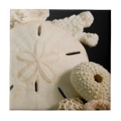 Witte zeemijlen en zanddollar tegeltje (Voorkant)