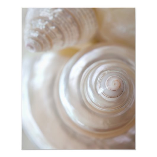 Witte zeeschelpen Tropisch strand Zeeschelpen Kust Foto Afdruk (Voorkant)