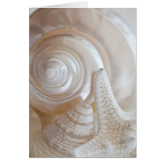 Witte zeeschols Stapelvis Tropische strand Zeeslag