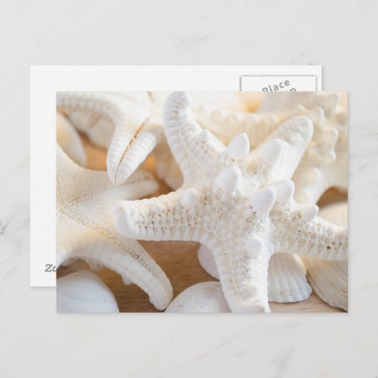 witte zeester briefkaart (Voorkant / Achterkant)