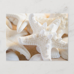 witte zeester briefkaart