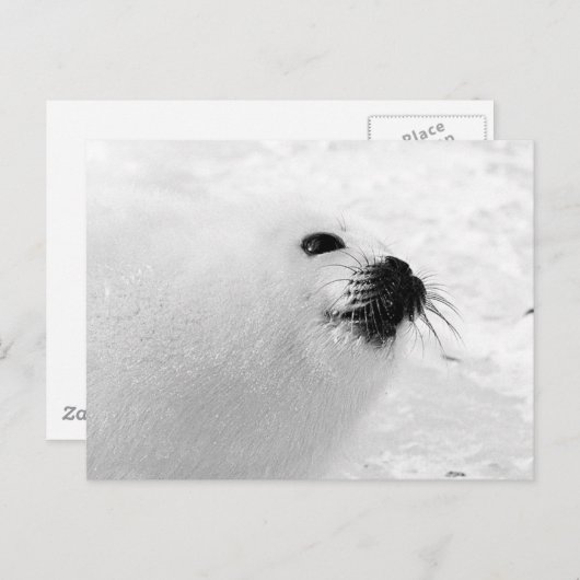 Witte zegel briefkaart (Voorkant / Achterkant)