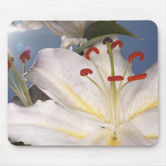 witte zetmeellib (Lilium orientalis), Muismat (Voorkant)