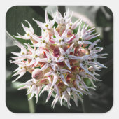 Witte Zijdeplant Bloesems Vierkante Sticker (Voorkant)