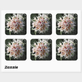 Witte Zijdeplant Bloesems Vierkante Sticker (Vel)