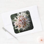 Witte Zijdeplant Bloesems Vierkante Sticker (Envelop)