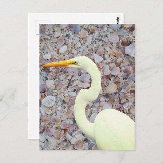 witte zilverreiger briefkaart (Voorkant / Achterkant)