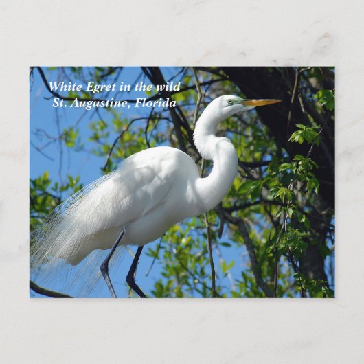Witte zilverreiger in het wild feestdagenkaart (Voorkant)
