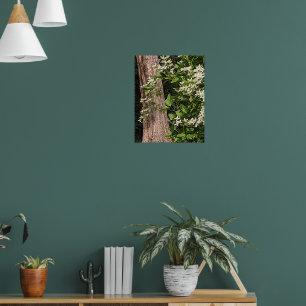 Witte Zoete Herfst Clematis Bloem Poster