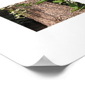 Witte Zoete Herfst Clematis Bloem Poster (Hoek)