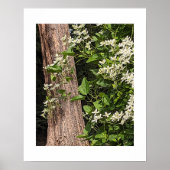 Witte Zoete Herfst Clematis Bloem Poster (Voorkant)