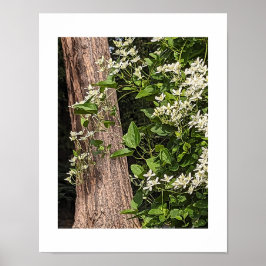Witte Zoete Herfst Clematis Bloem Poster