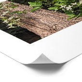 Witte zoete herfst Clematis Bloemen Poster (Hoek)