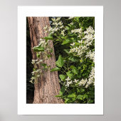 Witte zoete herfst Clematis Bloemen Poster (Voorkant)