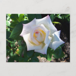 Witte zomer Roos Briefkaart