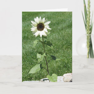 Witte Zonnebloem Daisy, Verjaardag Kaart