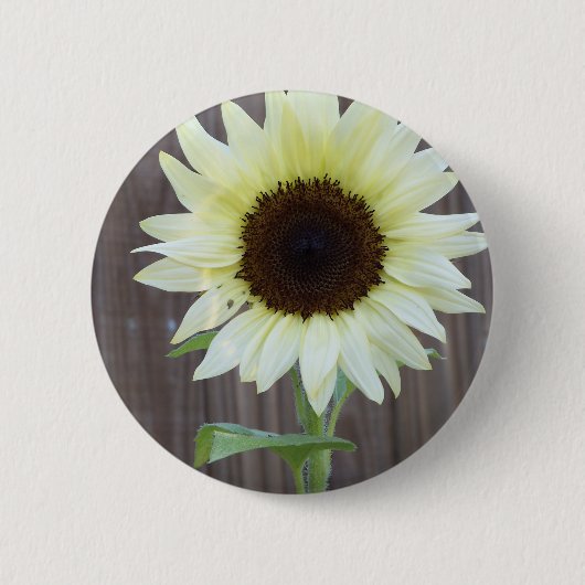 Witte zonnebloem tegen een verweerde schutting ronde button 5,7 cm (Voorkant)