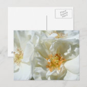 Witte zonnige Rozen Briefkaart (Voorkant / Achterkant)