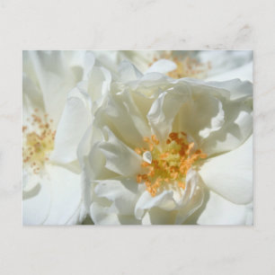 Witte zonnige Rozen Briefkaart