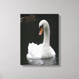 Witte Zwaan Canvasprint Canvas Afdruk