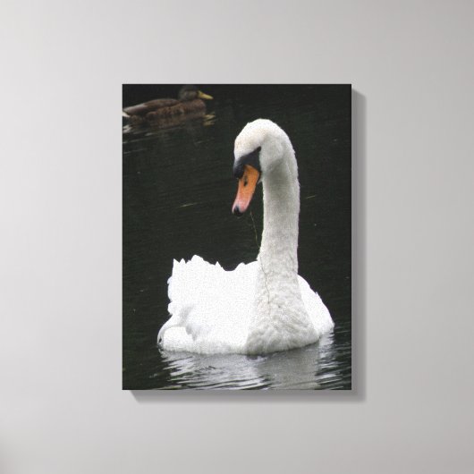 Witte Zwaan Canvasprint Canvas Afdruk (Voorkant)