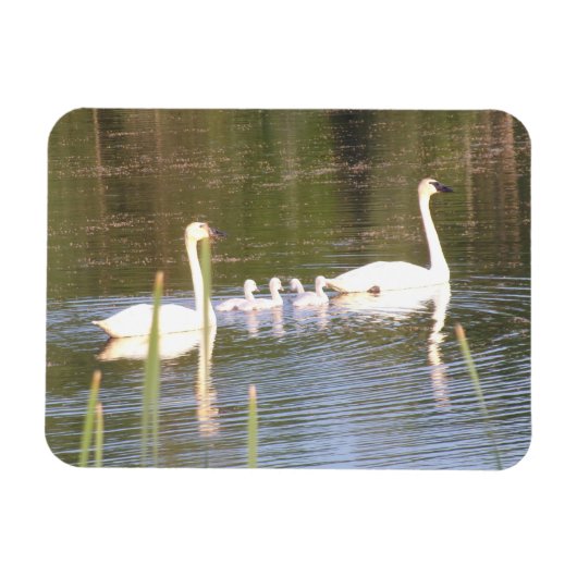 Witte zwaan familie flexibele magneet (Horizontaal)