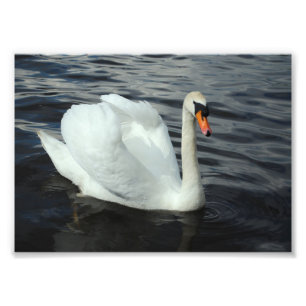 Witte zwaan foto afdruk