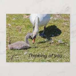 Witte zwaan met cygnet briefkaart