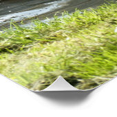 Witte zwaan met kippen perfect poster (Hoek)