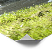 Witte zwaan met kippen poster (Hoek)