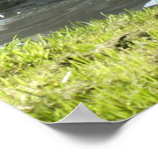 Witte zwaan met kippen poster (Hoek)