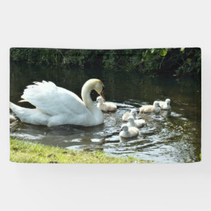 Witte zwaan met kippen spandoek