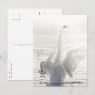 Witte Zwaan Natuur Foto Briefkaart