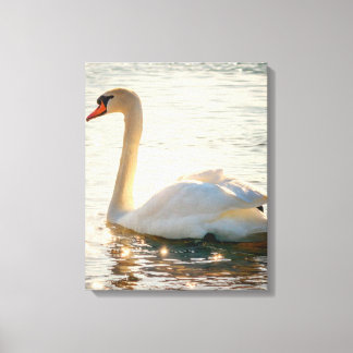 Witte zwaan op een meer canvas afdruk