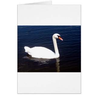 Witte zwaan op stilstaande wateren