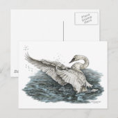 Witte zwaan op water briefkaart (Voorkant / Achterkant)