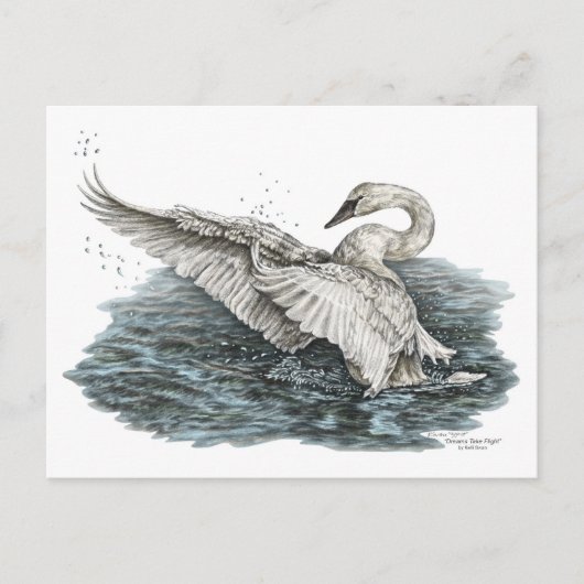 Witte zwaan op water briefkaart (Voorkant)