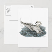 Witte Zwaan op Water Briefkaart (Voorkant / Achterkant)