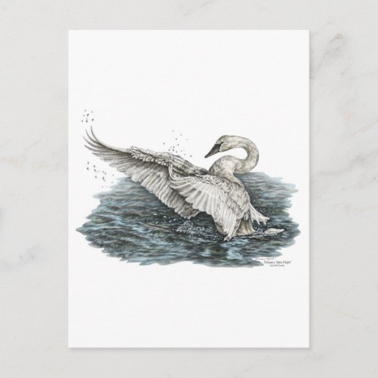 Witte Zwaan op Water Briefkaart (Voorkant)
