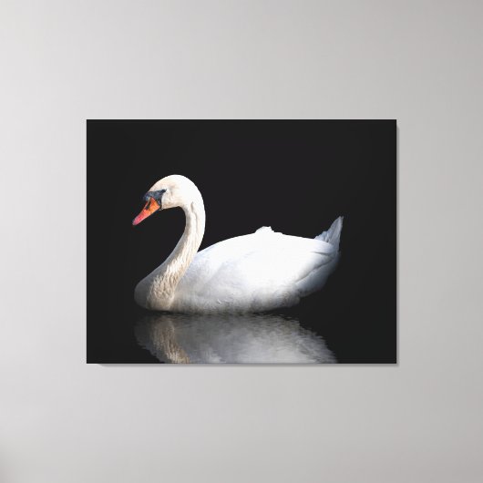 Witte zwaan op zwart canvas afdruk (Voorkant)